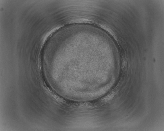 X0000073700979200608171109