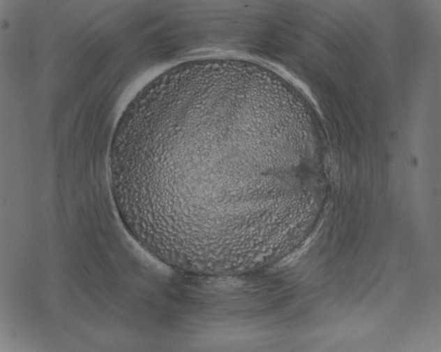 X0000073701239200608171105