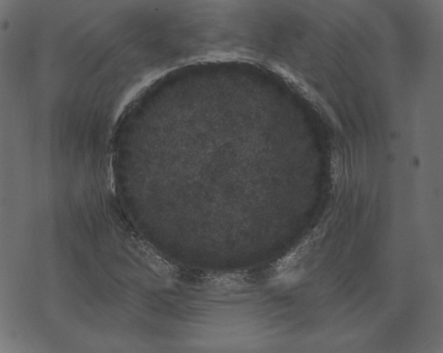 X0000073701262200608171104