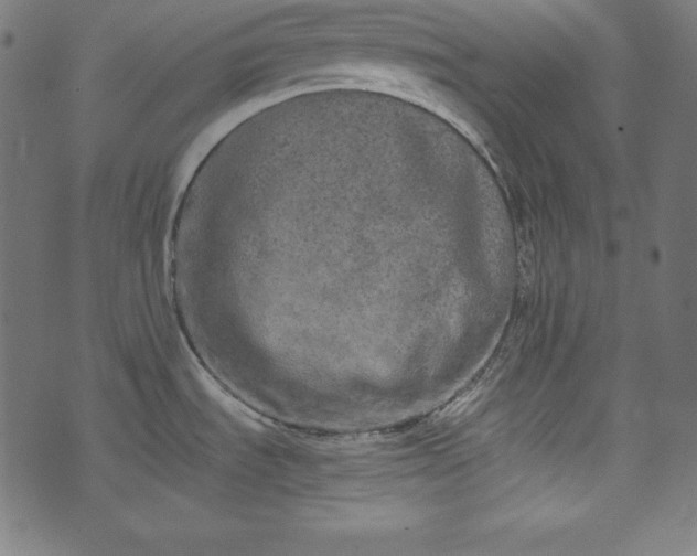 X0000073701535200608171100