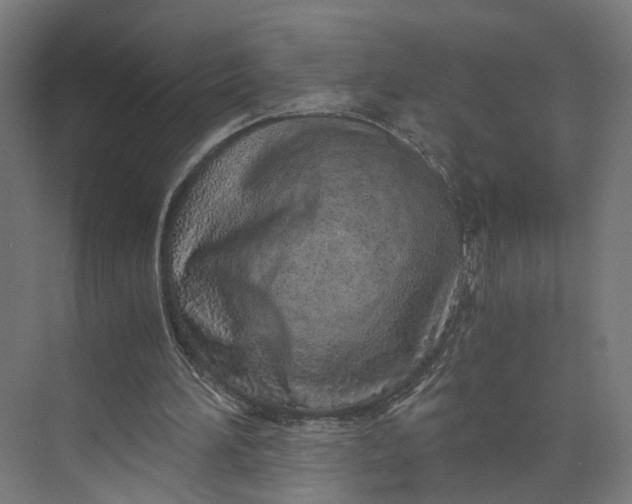 X0000073700196200608241426