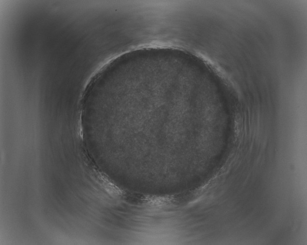 X0000073701262200608241408