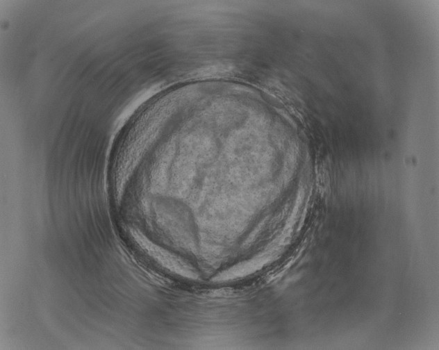 X0000073700196200608311738