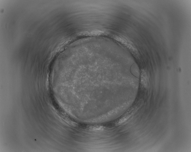 X0000073700206200608311738