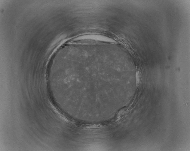 X0000073700243200608311737