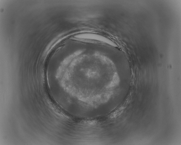 X0000073700247200608311737