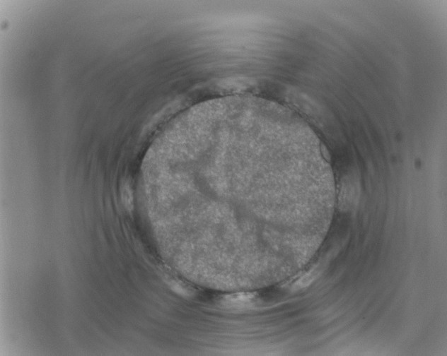 X0000073700335200608311736