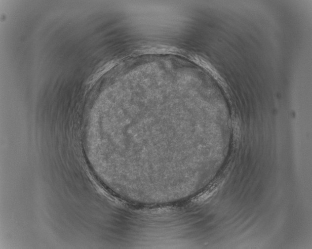 X0000073700433200608311733