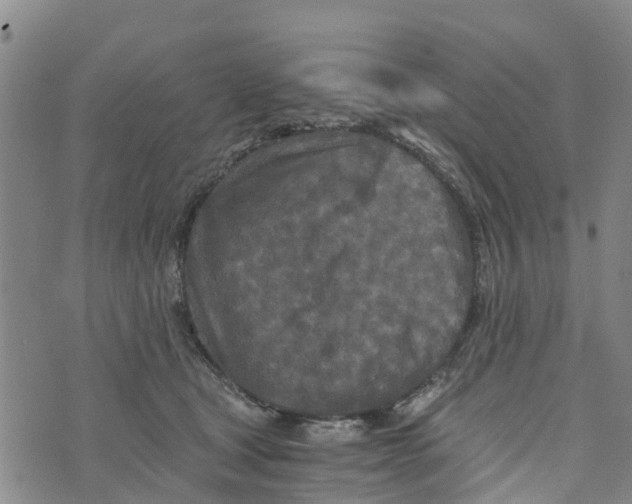 X0000073700465200608311734