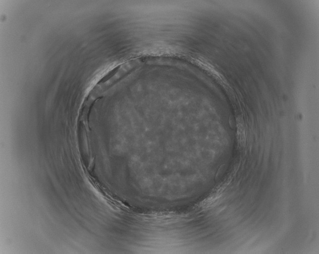 X0000073700626200608311730