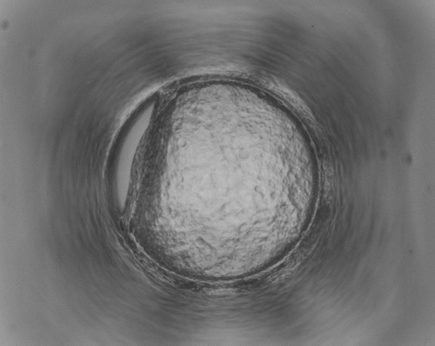 X0000073700628200608311730