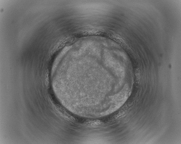 X0000073700642200608311731