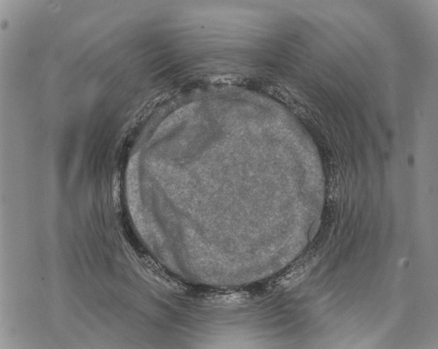 X0000073700646200608311731