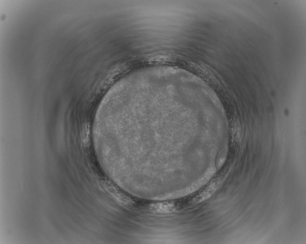 X0000073700660200608311731