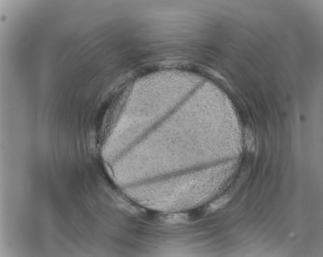 X0000073700670200608311731