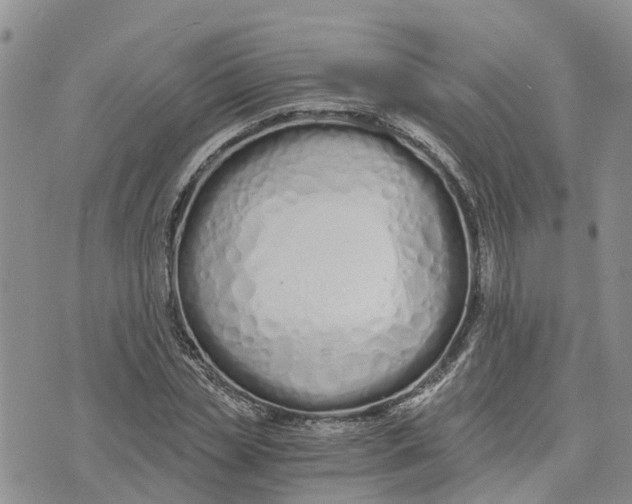 X0000073700829200608311727