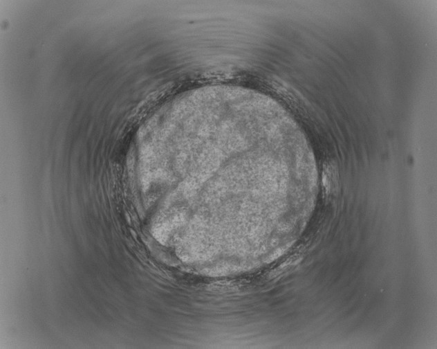 X0000073700867200608311727