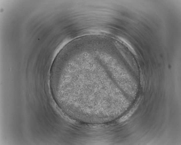 X0000073700899200608311727