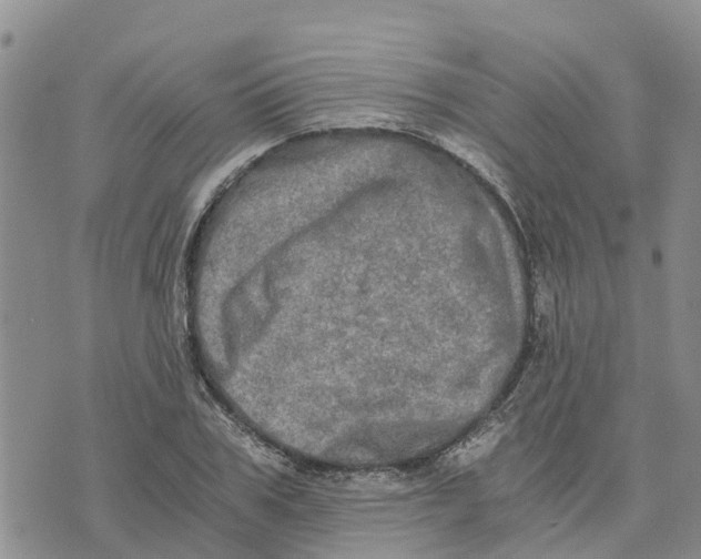 X0000073700979200608311725