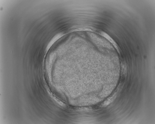 X0000073701002200608311725