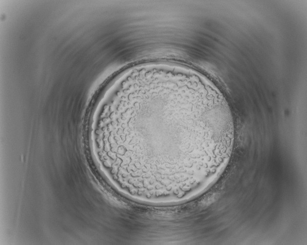 X0000073701086200608311724