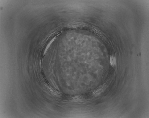 X0000073701155200608311722