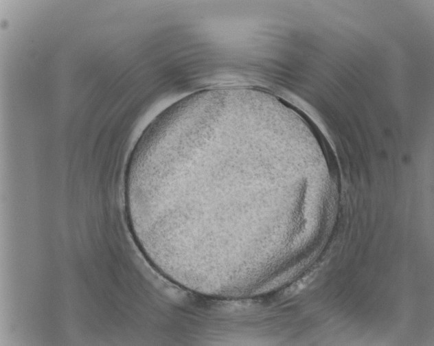 X0000073701195200608311722