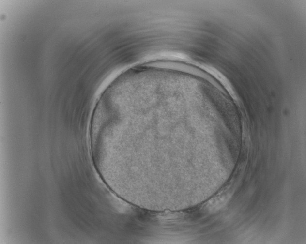 X0000073701199200608311722