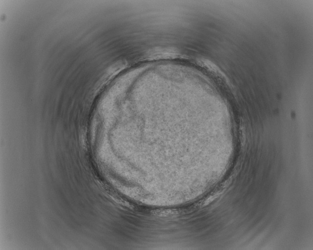 X0000073701217200608311721