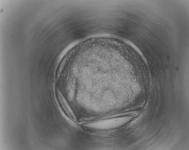 X0000073701245200608311722