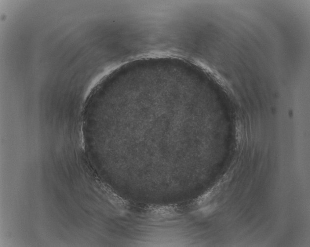 X0000073701262200608311721