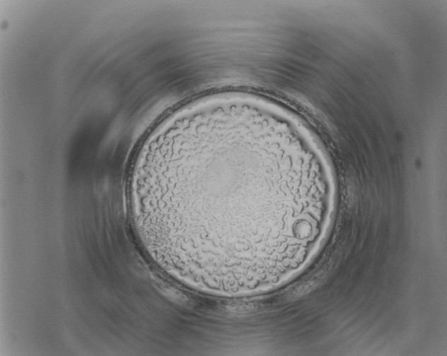 X0000073701274200608311720