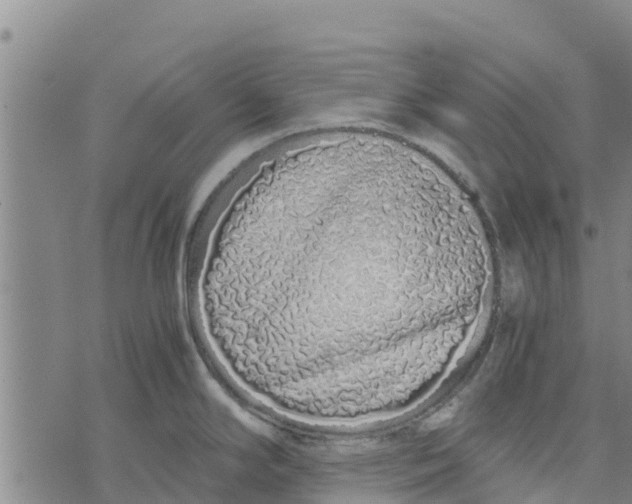 X0000073701294200608311720