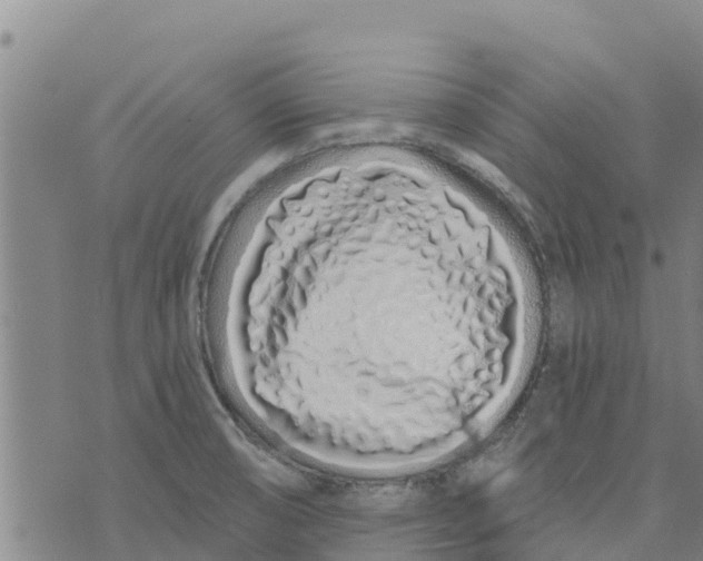 X0000073701474200608311717