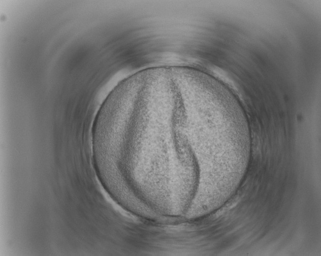 X0000073701479200608311717