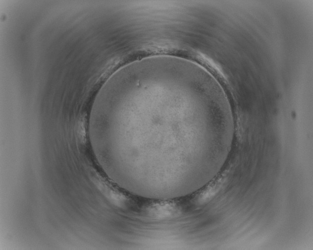 X0000073710065200608031250