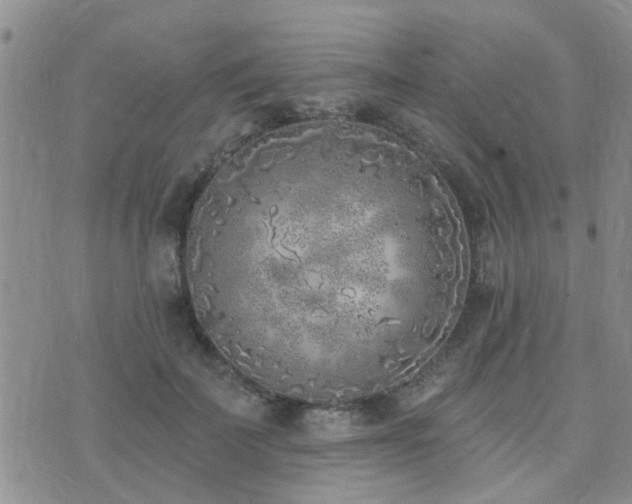 X0000073710699200608031240