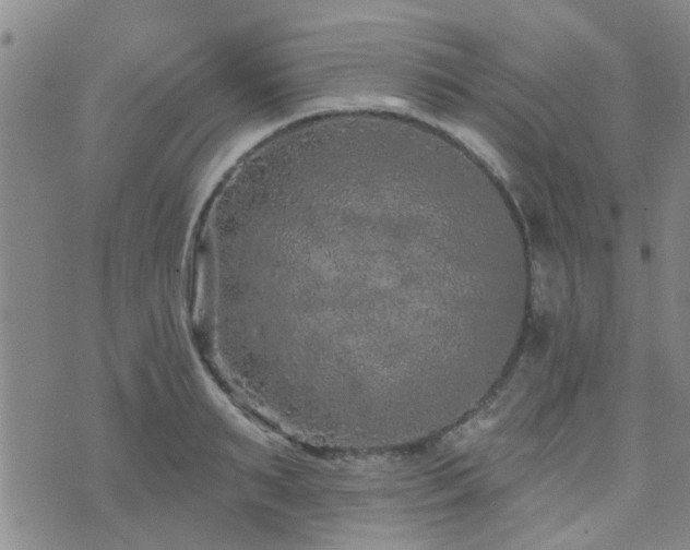 X0000073710895200608031237