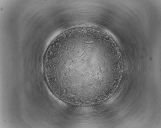 X0000073711095200608031233