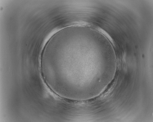 X0000073711099200608031233