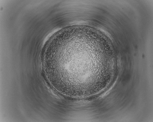 X0000073711117200608031233