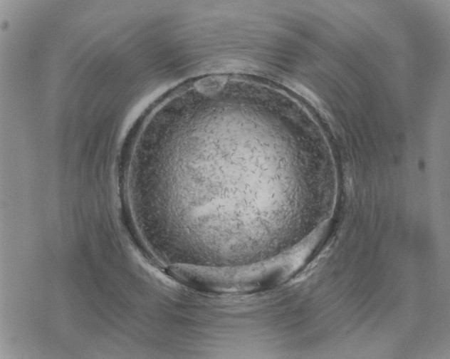 X0000073711120200608031233