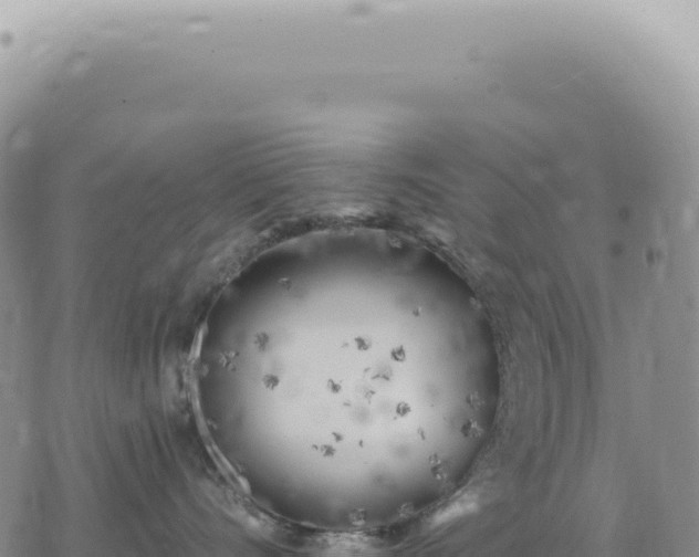 X0000073710528200608101842