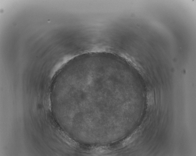 X0000073711262200608101830