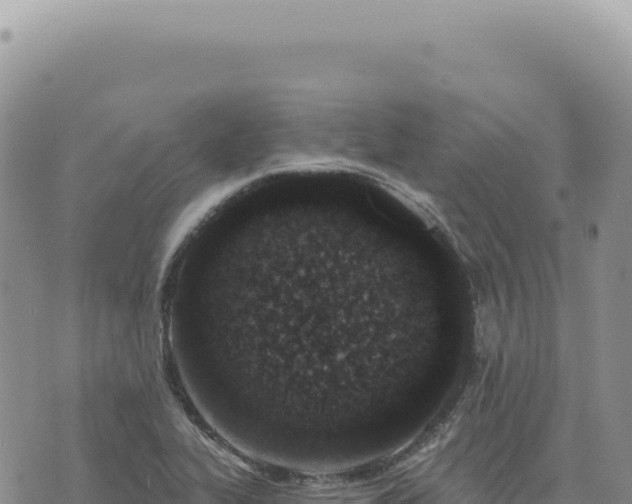 X0000073711319200608101829