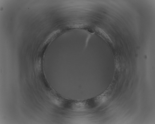 X0000073710163200608171147