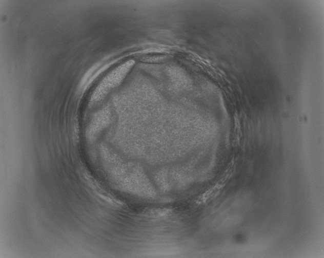 X0000073710247200608311801