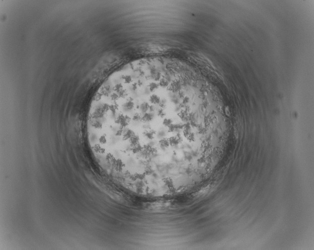 X0000073710366200608311800