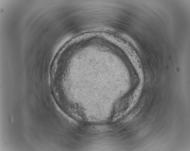 X0000073711095200608311748