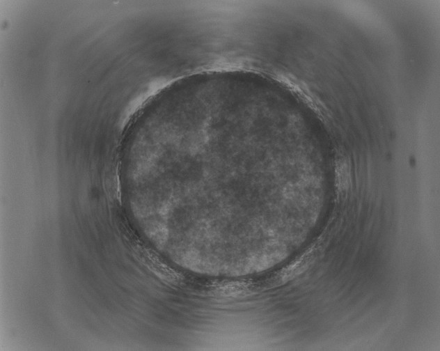 X0000073711262200608311746